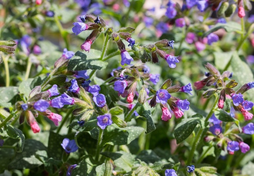 Gevlekt Longkruid - [i]Pulmonaria officinalis[/i]
