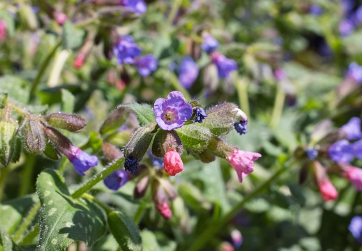 Gevlekt Longkruid - [i]Pulmonaria officinalis[/i]