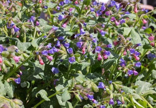 Gevlekt Longkruid - [i]Pulmonaria officinalis[/i]