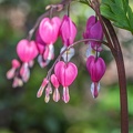 Flora en Fauna